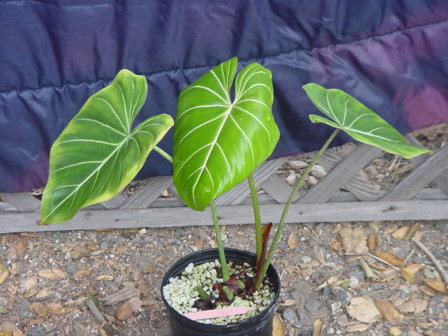 راهنمای نگهداری و پرورش گیاهان آپارتمانی - فیلودندرون بالا رونده